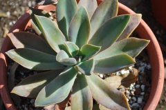 graptoveria_fred_ives