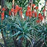 Aloe