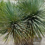 Yucca